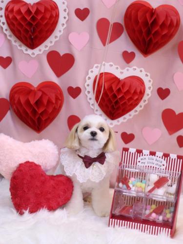 20240214みるくちゃん